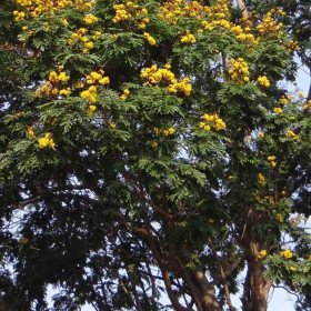 Flamboyant yellow, peltophorum pterocarpum